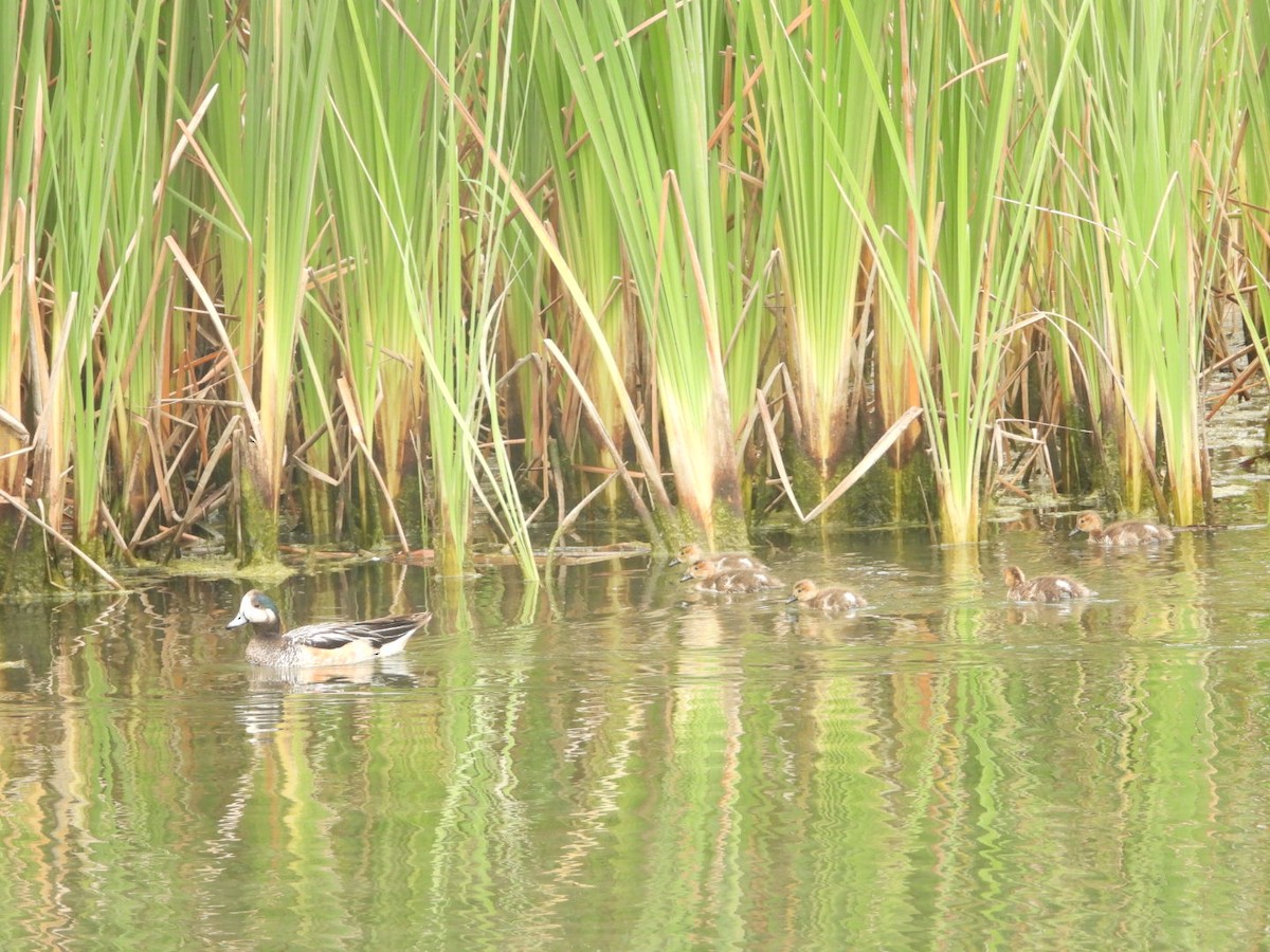 Chiloe Wigeon - ML646307748