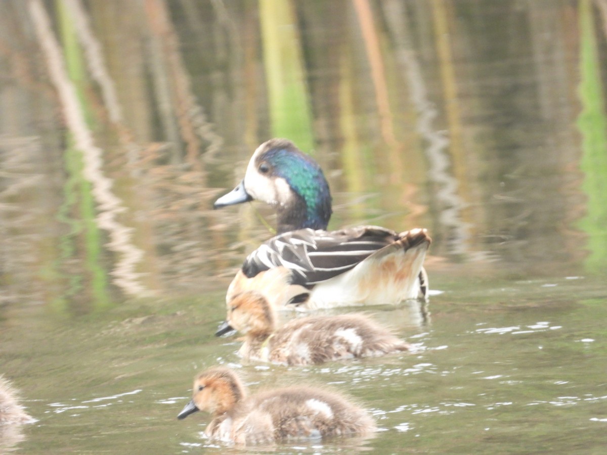 Chiloe Wigeon - ML646307749