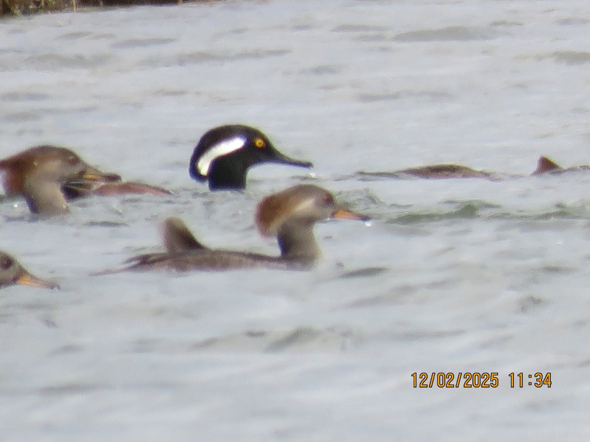 Hooded Merganser - ML646307751