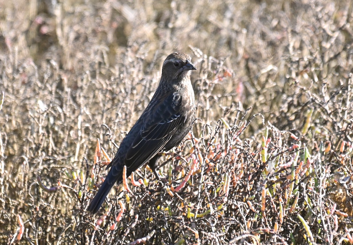 Al Kanatlı Karatavuk (californicus/mailliardorum) - ML646307753