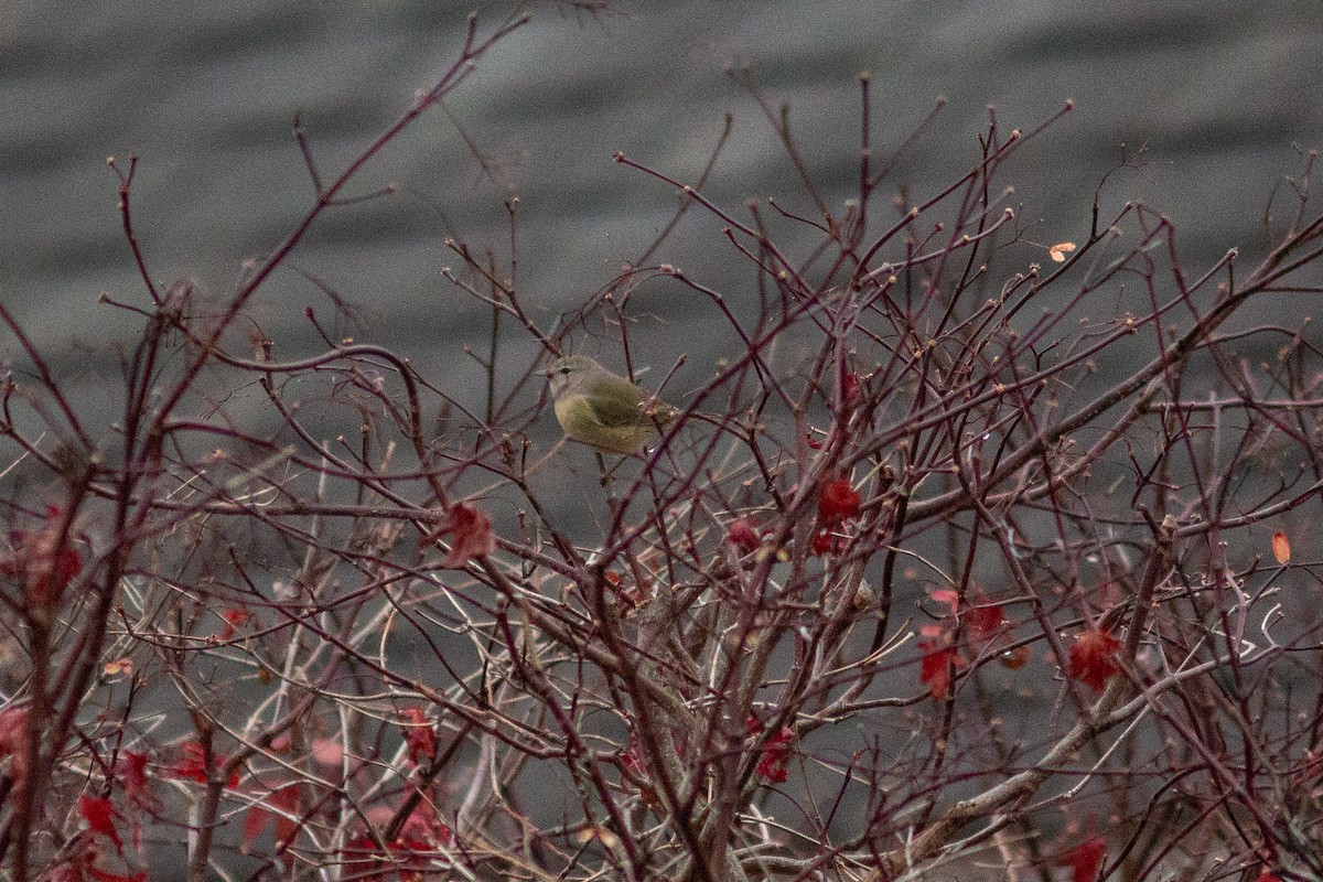 Orange-crowned Warbler - ML646307754