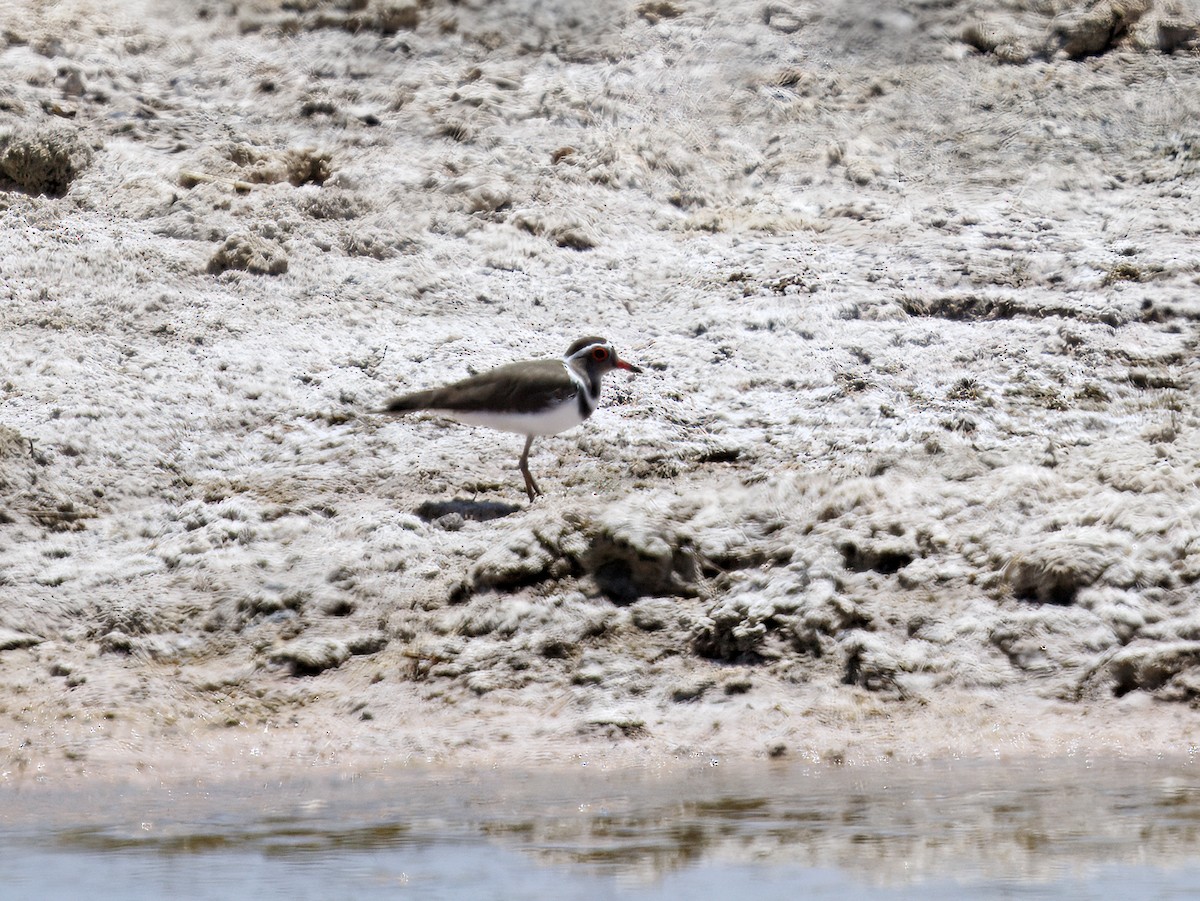 Трёхполосый зуёк (bifrontatus) - ML646307756