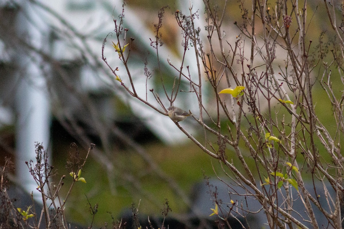 Червоїд жовтоволий - ML646307764