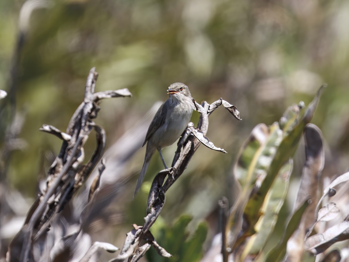 Madagascar Swamp Warbler - ML646307765