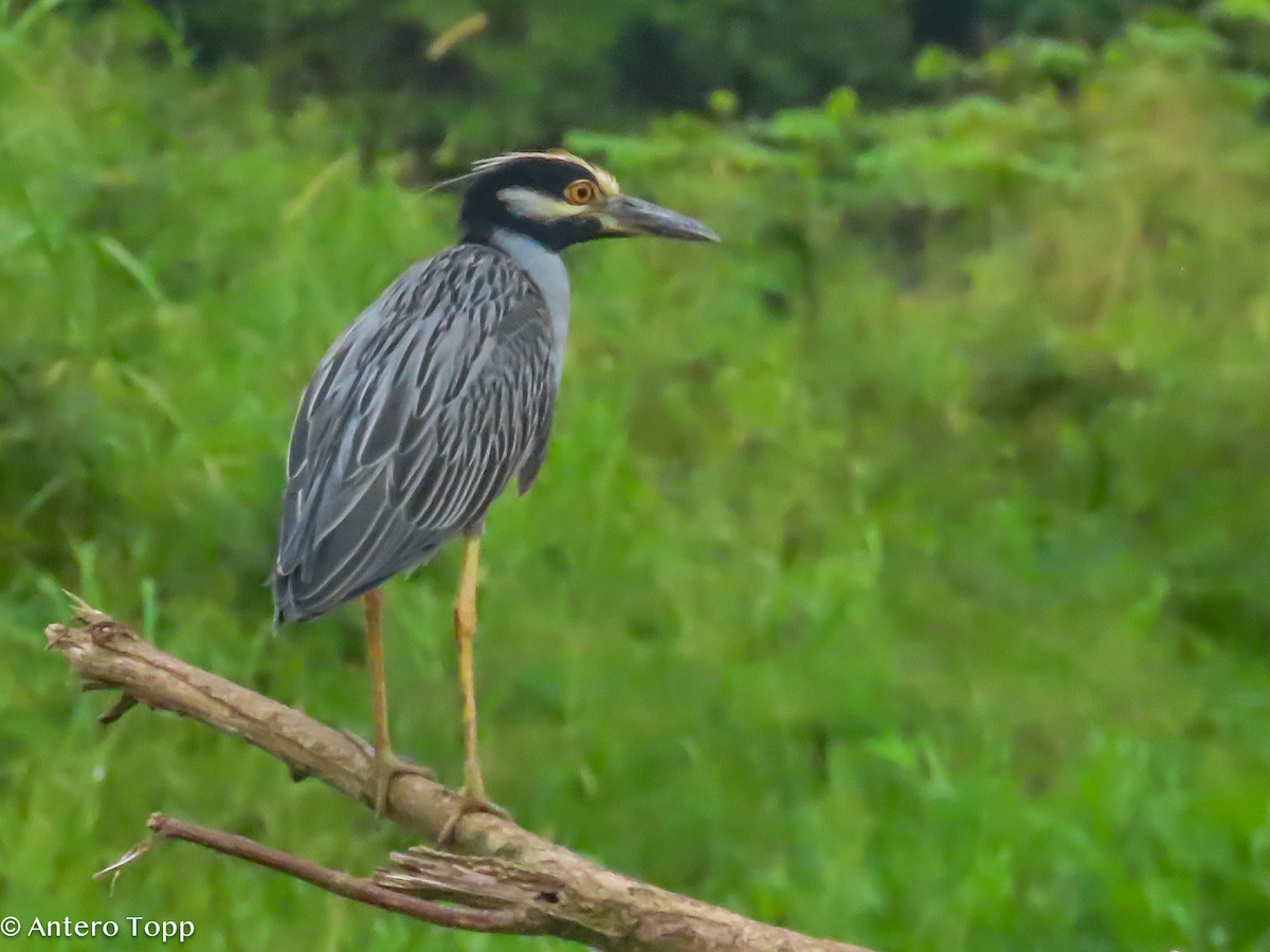 Yellow-crowned Night Heron - ML646307767