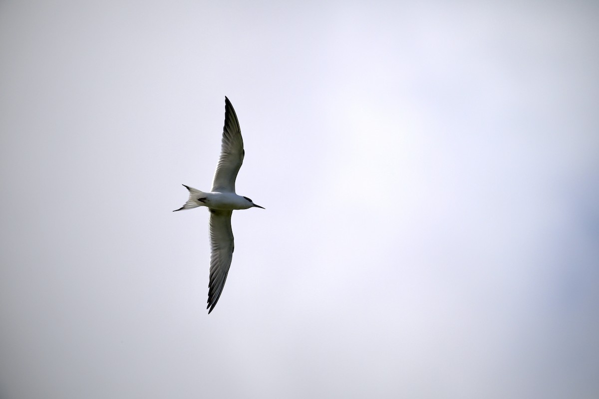 Forster's Tern - ML646307769
