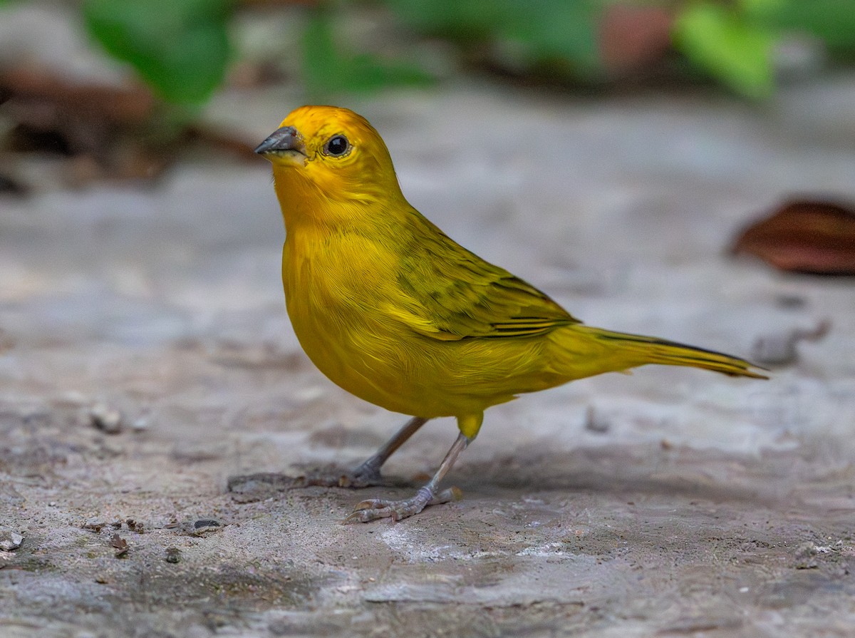 Saffron Finch - ML646307770