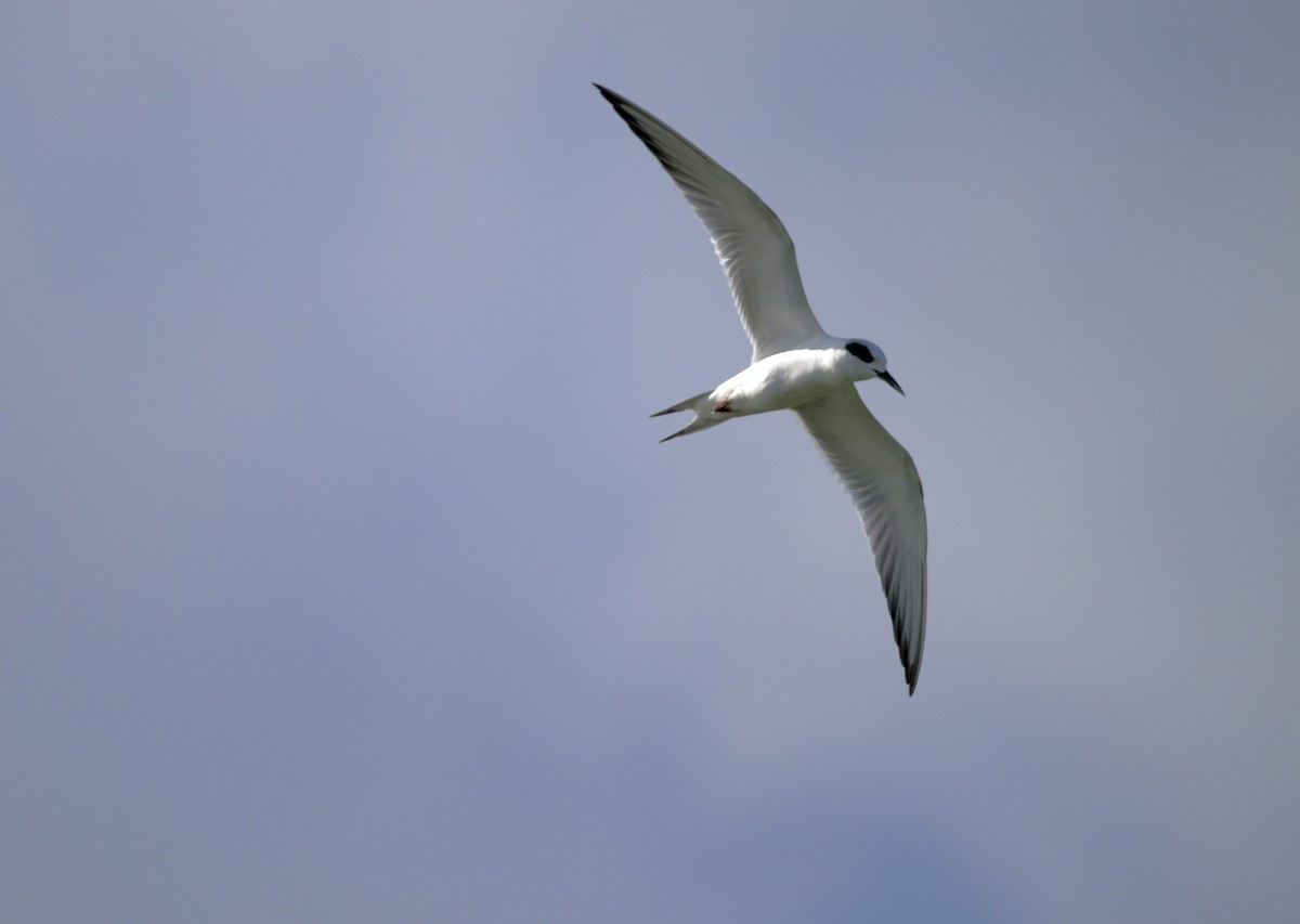 Forster's Tern - ML646307778