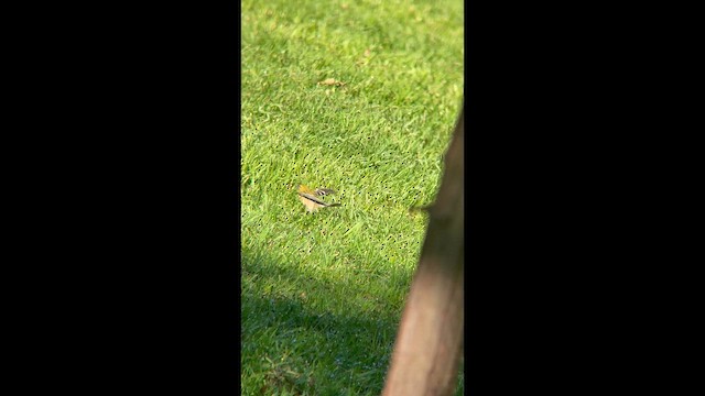 Bay-breasted Warbler - ML646307779