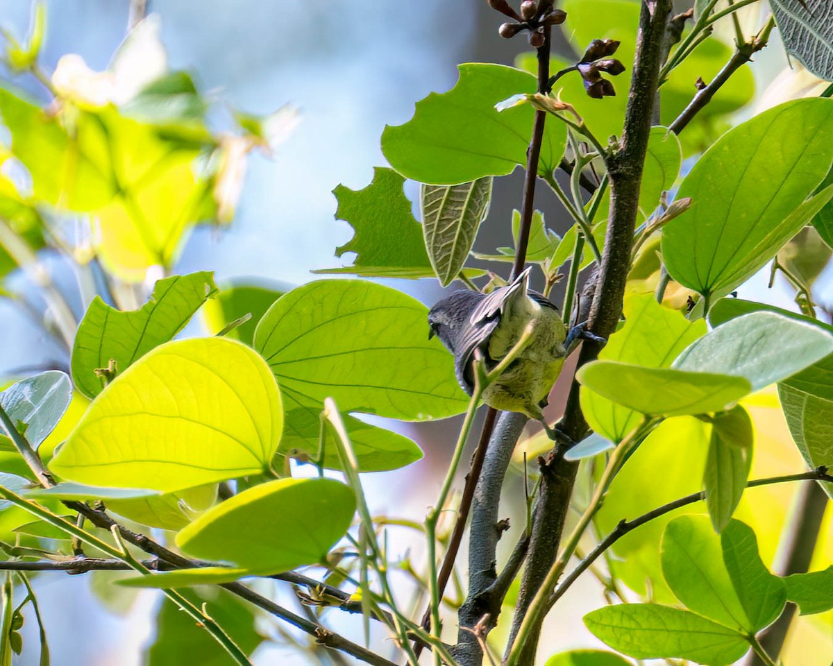 Bananaquit - ML646307784