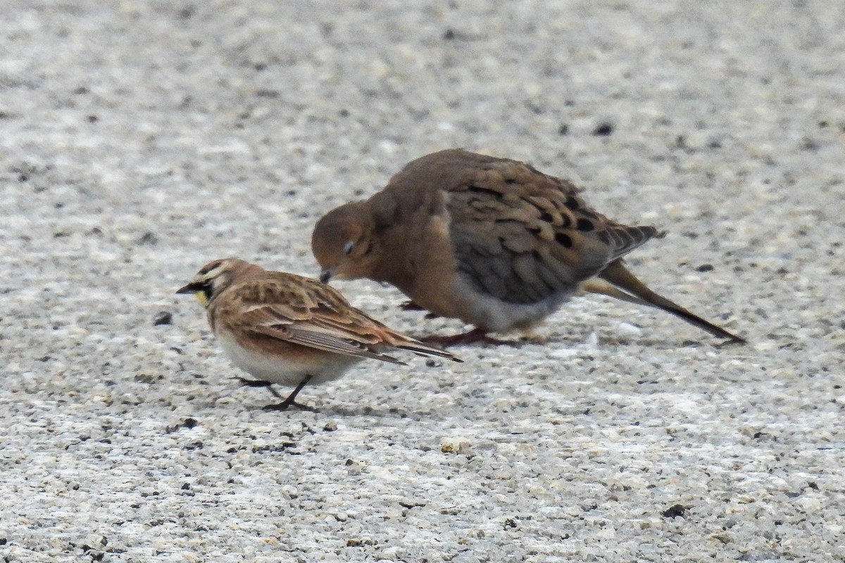 Horned Lark - ML646307794