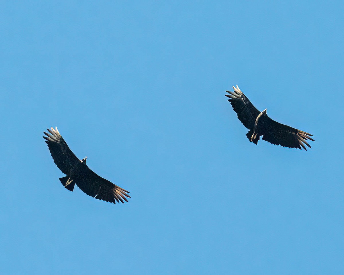 Black Vulture - ML646307796