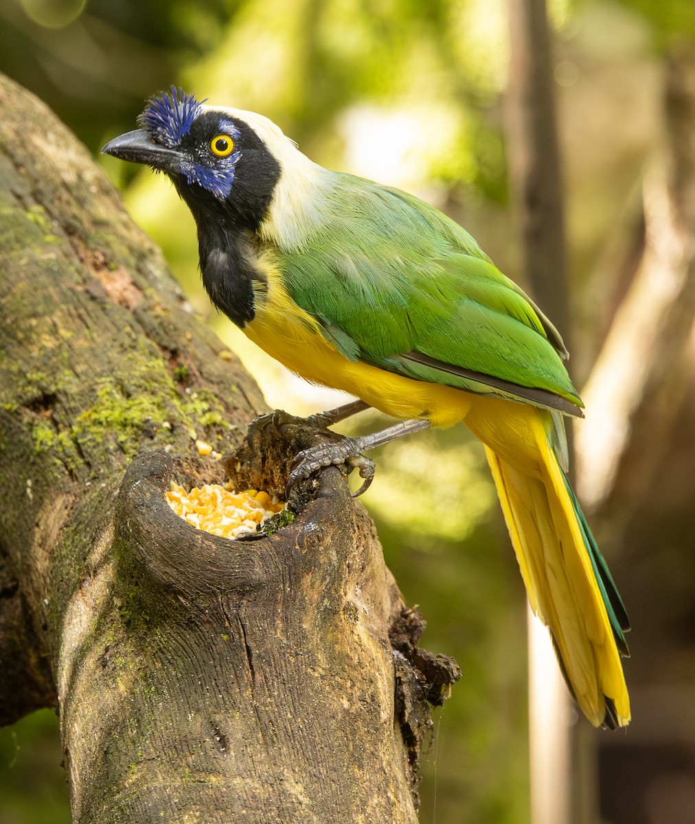 Geai vert - ML646307804