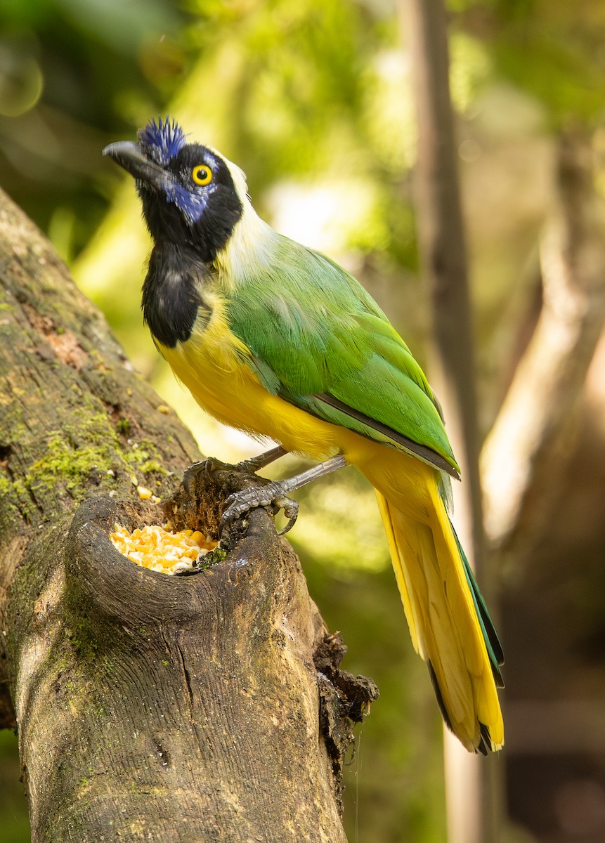 Geai vert - ML646307806