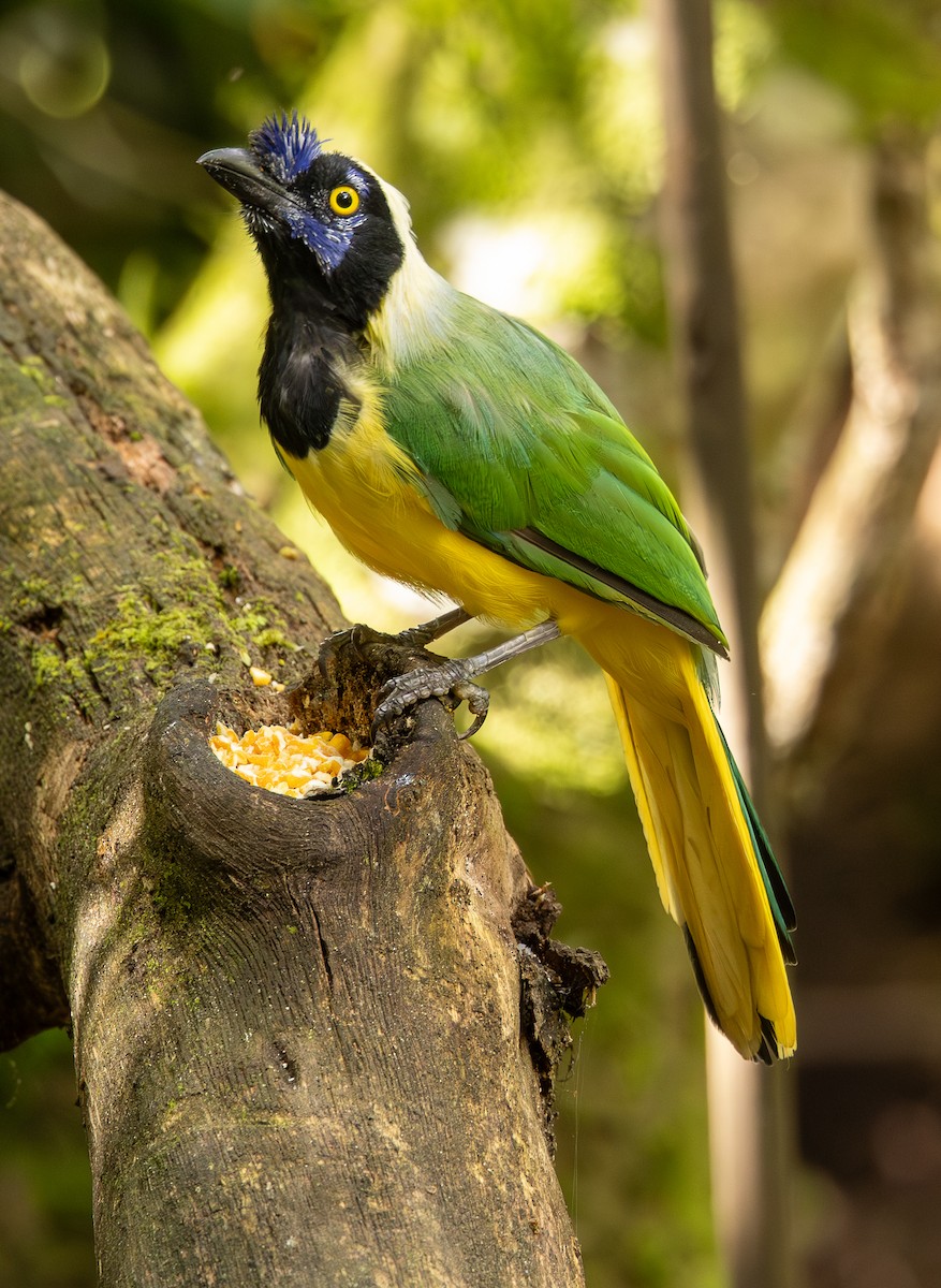 Geai vert - ML646307807