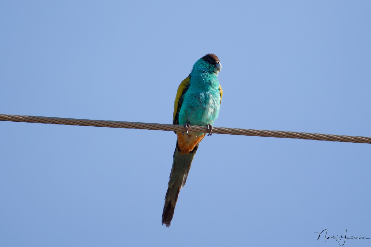 Perruche à capuchon noir - ML646307808