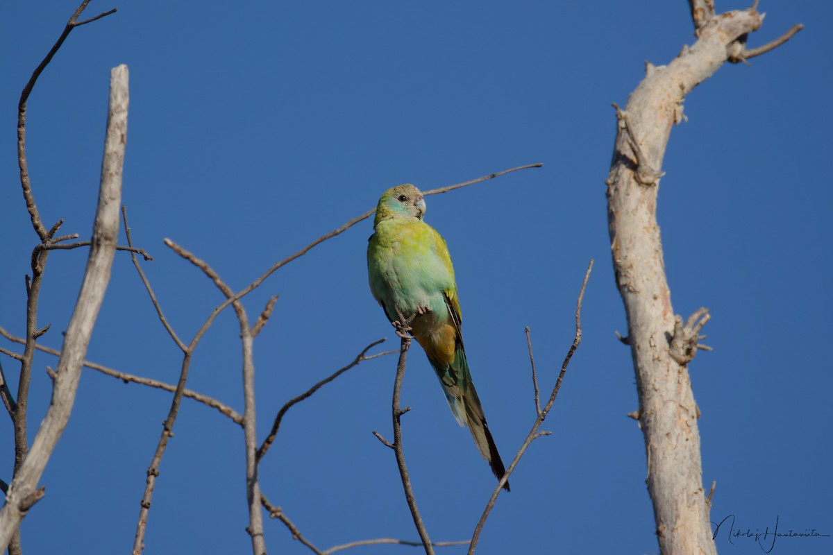 Perruche à capuchon noir - ML646307809