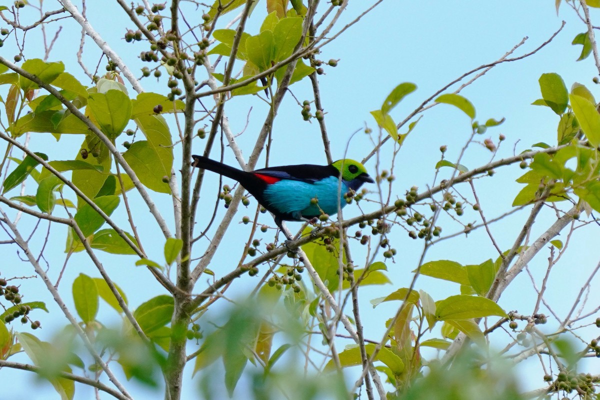 Siebenfarbentangare - ML646307810