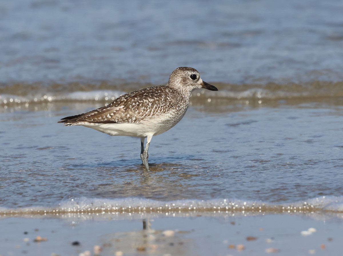 Chorlito Gris - ML646307816