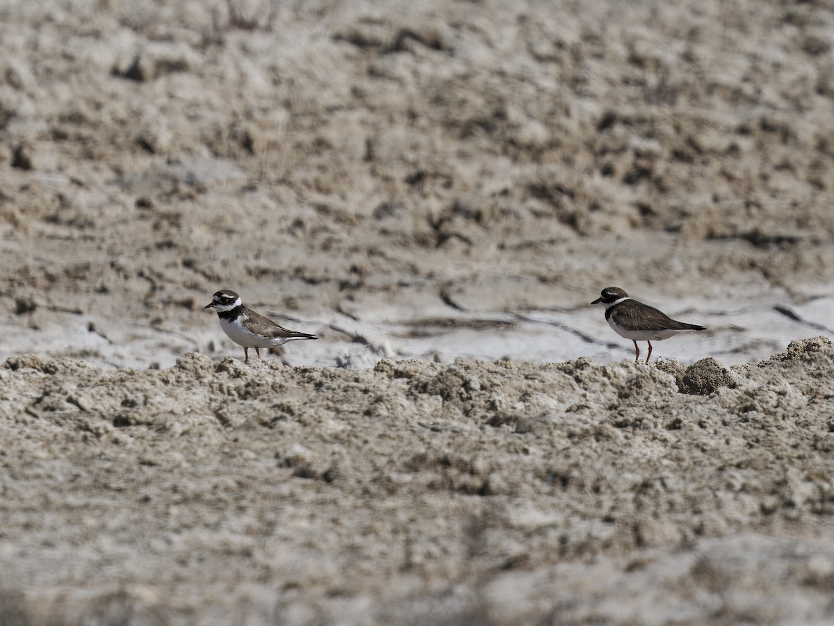 Common Ringed Plover - ML646307818