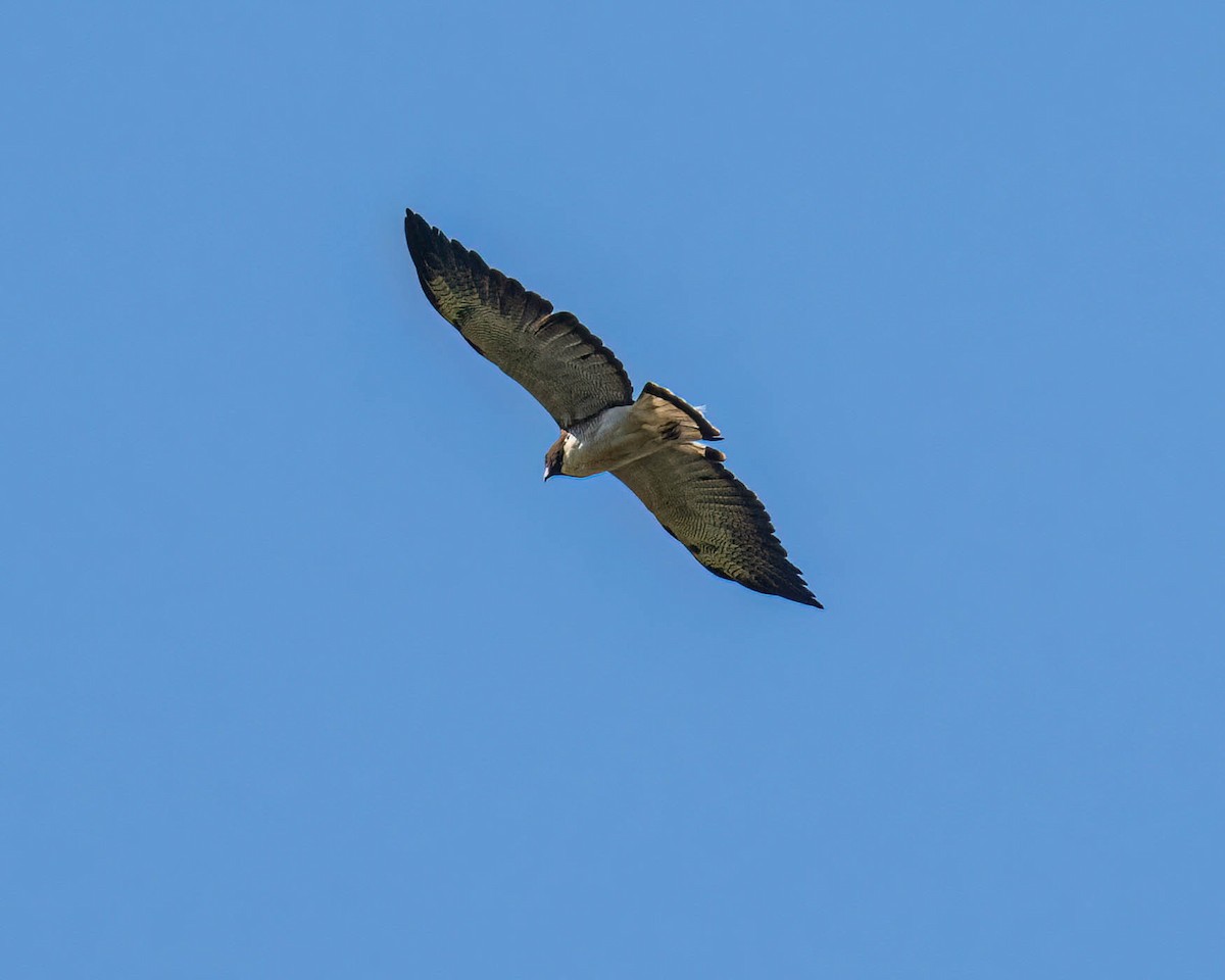 White-tailed Hawk - ML646307819