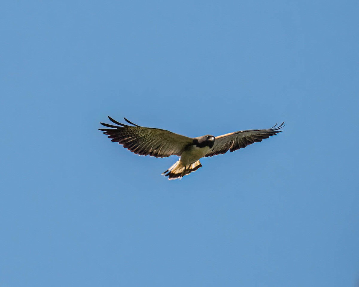 White-tailed Hawk - ML646307820