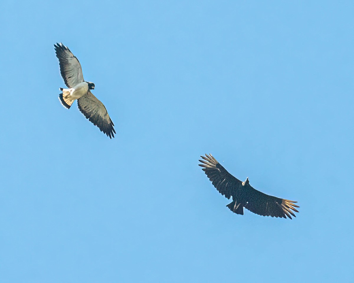 White-tailed Hawk - ML646307822