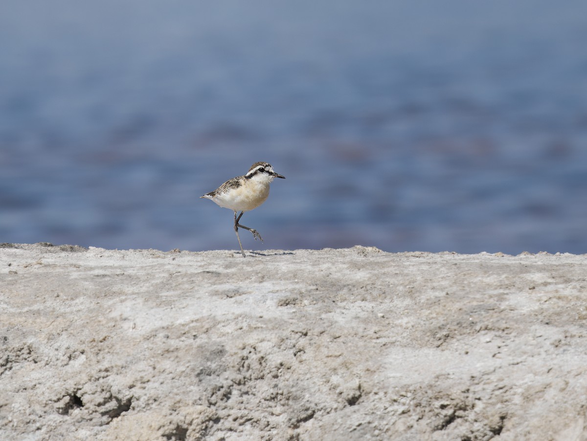 Kittlitz's Plover - ML646307823