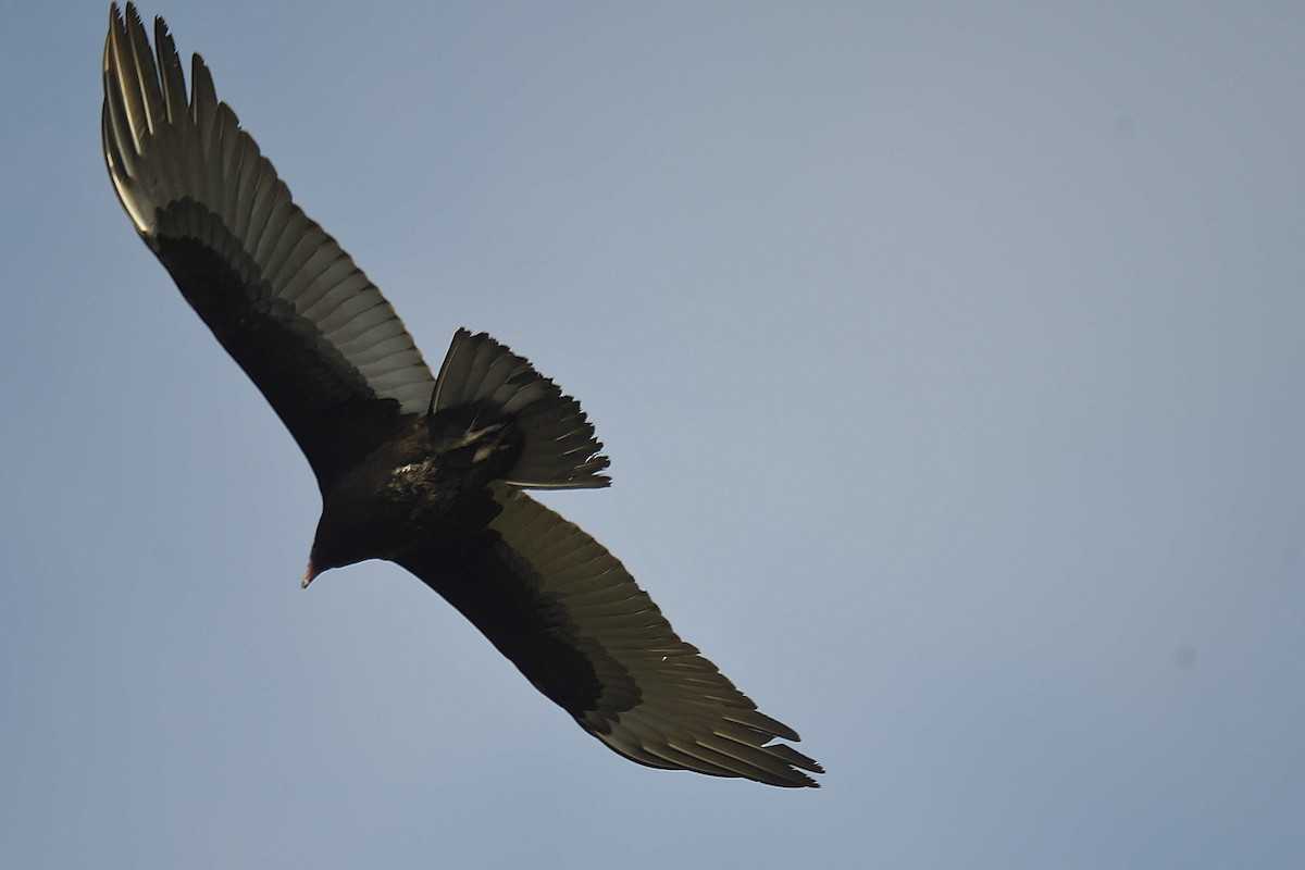 Turkey Vulture - ML646307825