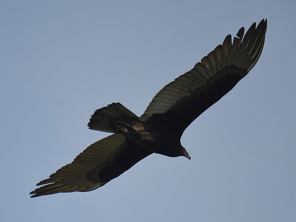 Turkey Vulture - ML646307826