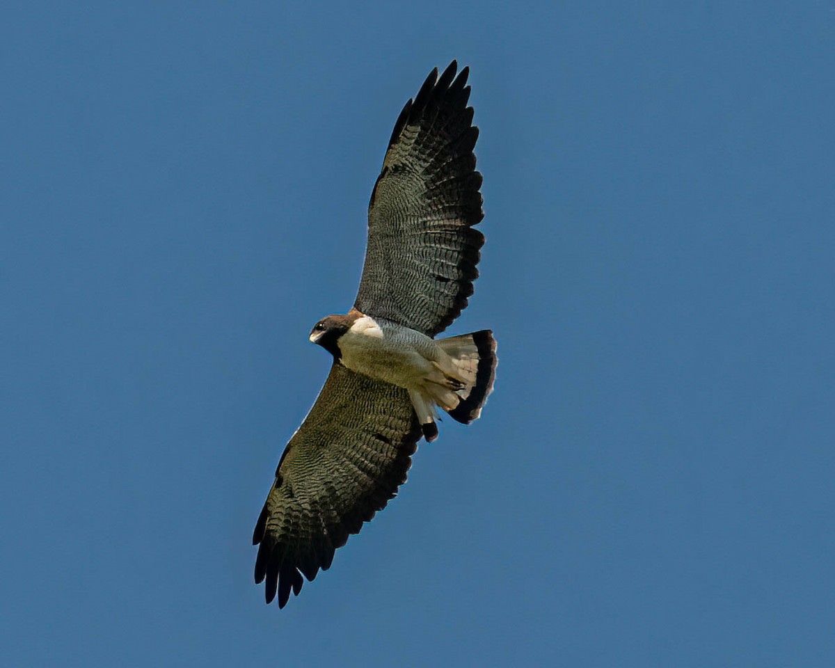 White-tailed Hawk - ML646307828