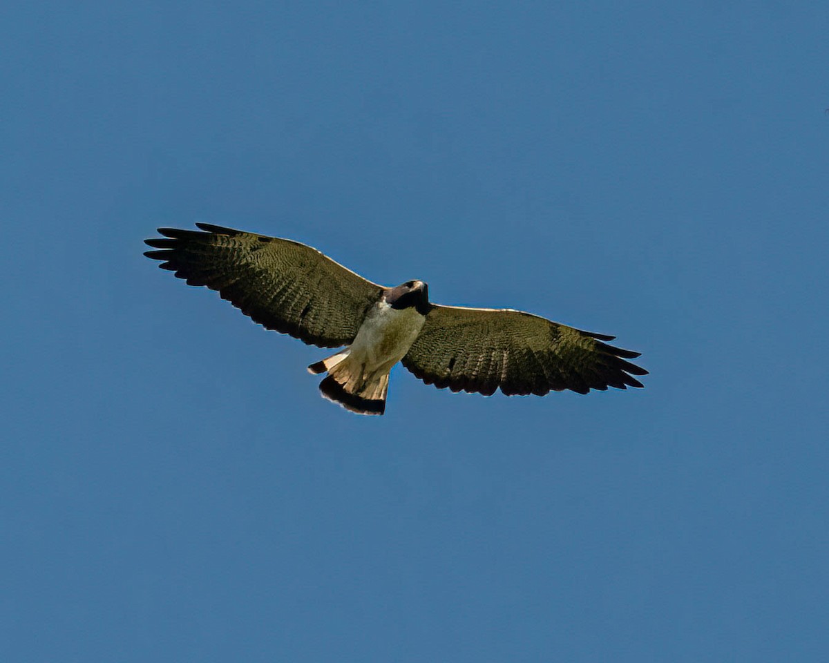 White-tailed Hawk - ML646307839