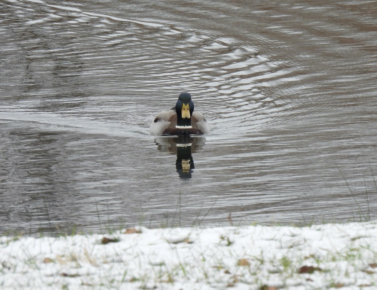 Mallard - ML646307840