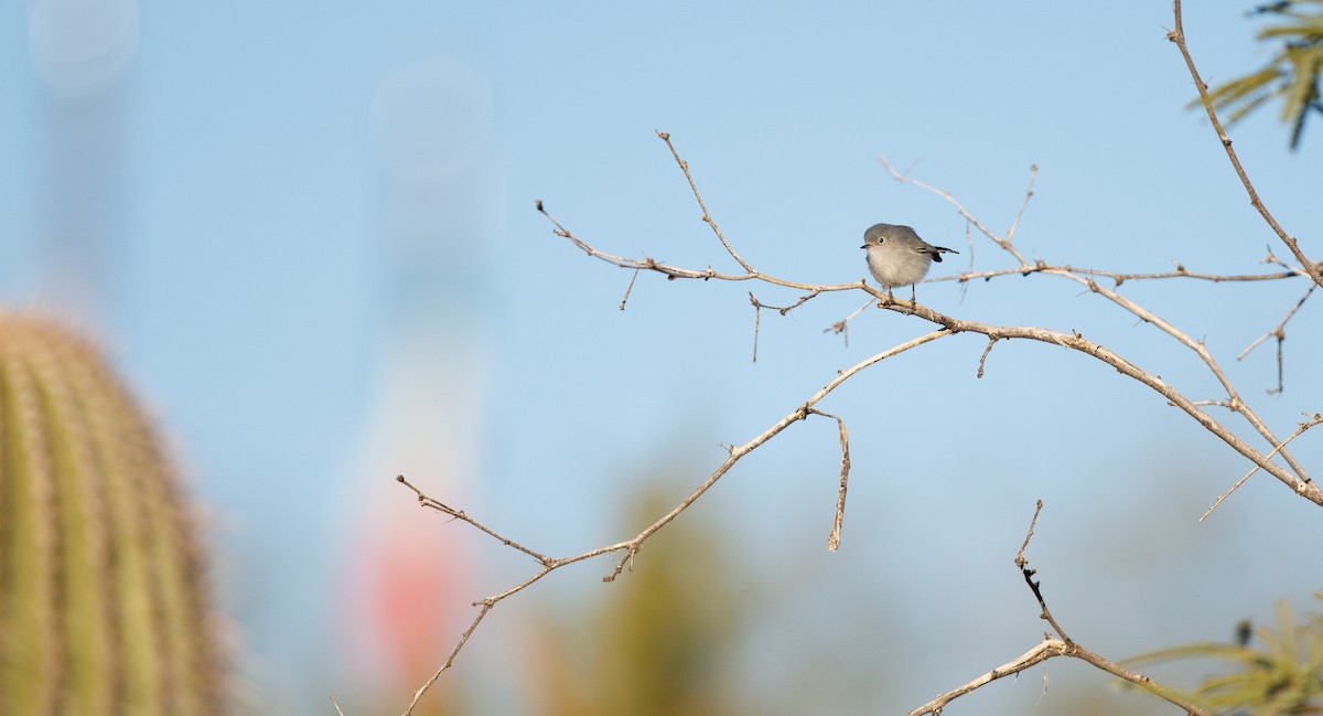 Blue-gray Gnatcatcher (Western) - ML646307841