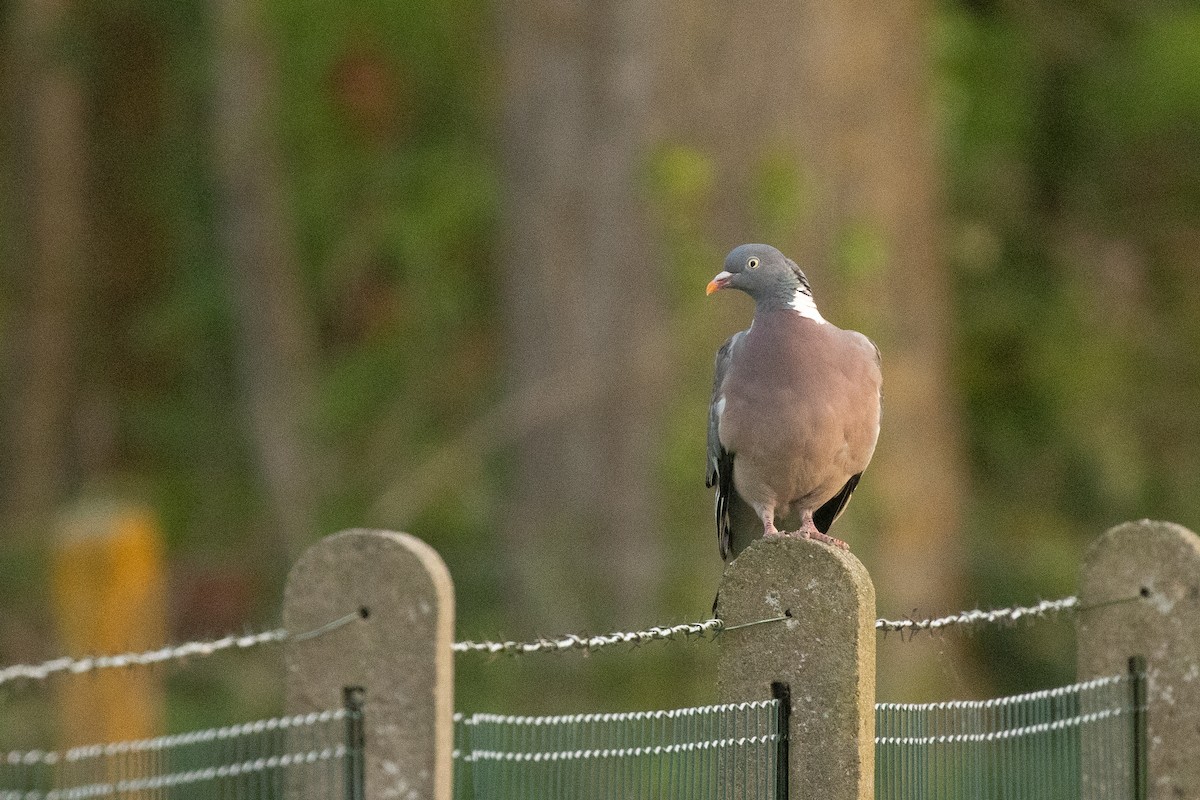 Common Wood-Pigeon (White-necked) - ML646307842