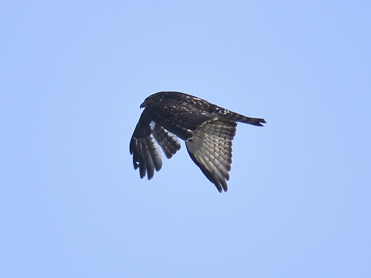 Broad-winged Hawk - ML646307843
