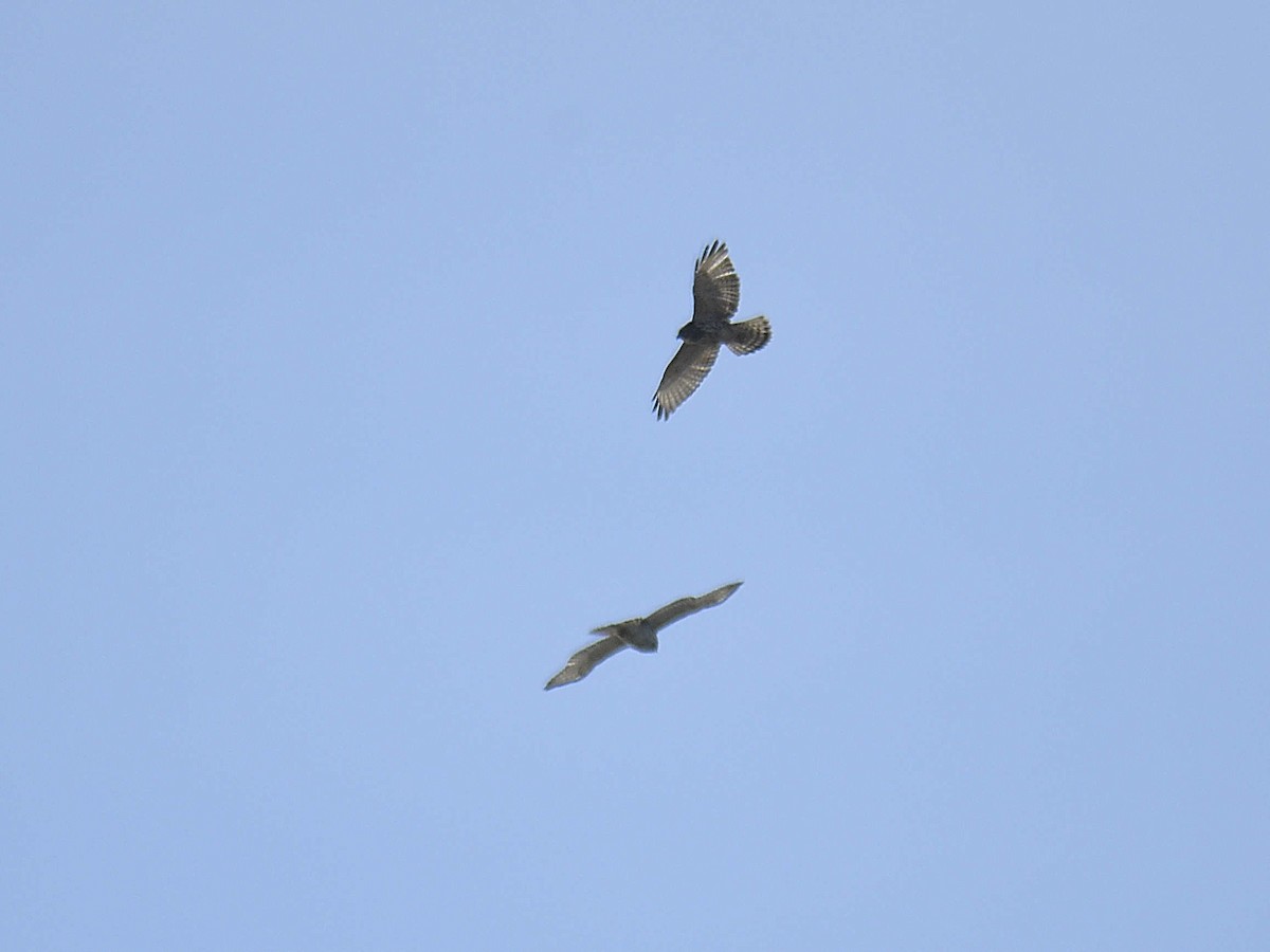Broad-winged Hawk - ML646307844