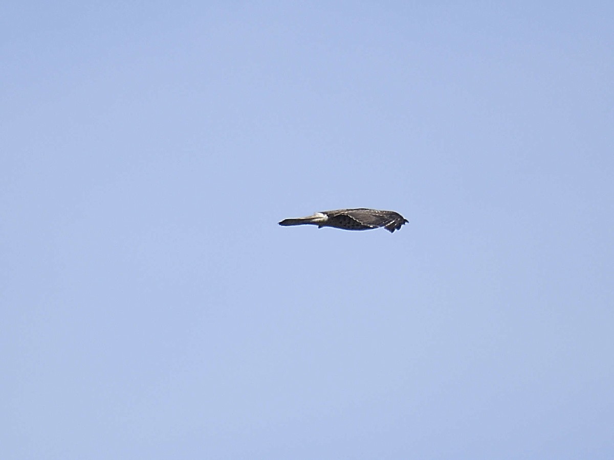 Broad-winged Hawk - ML646307845