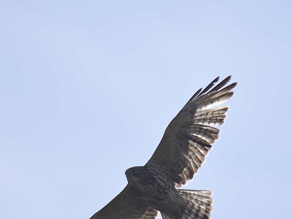 Broad-winged Hawk - ML646307848