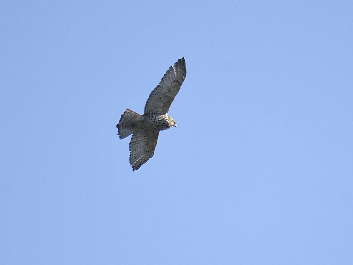 Broad-winged Hawk - ML646307849