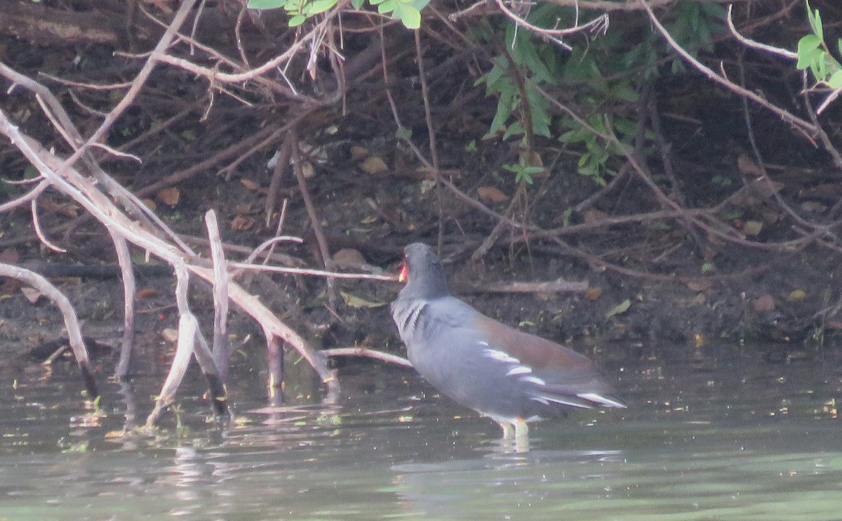 Common Gallinule - ML646307851