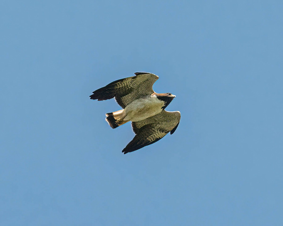 White-tailed Hawk - ML646307852