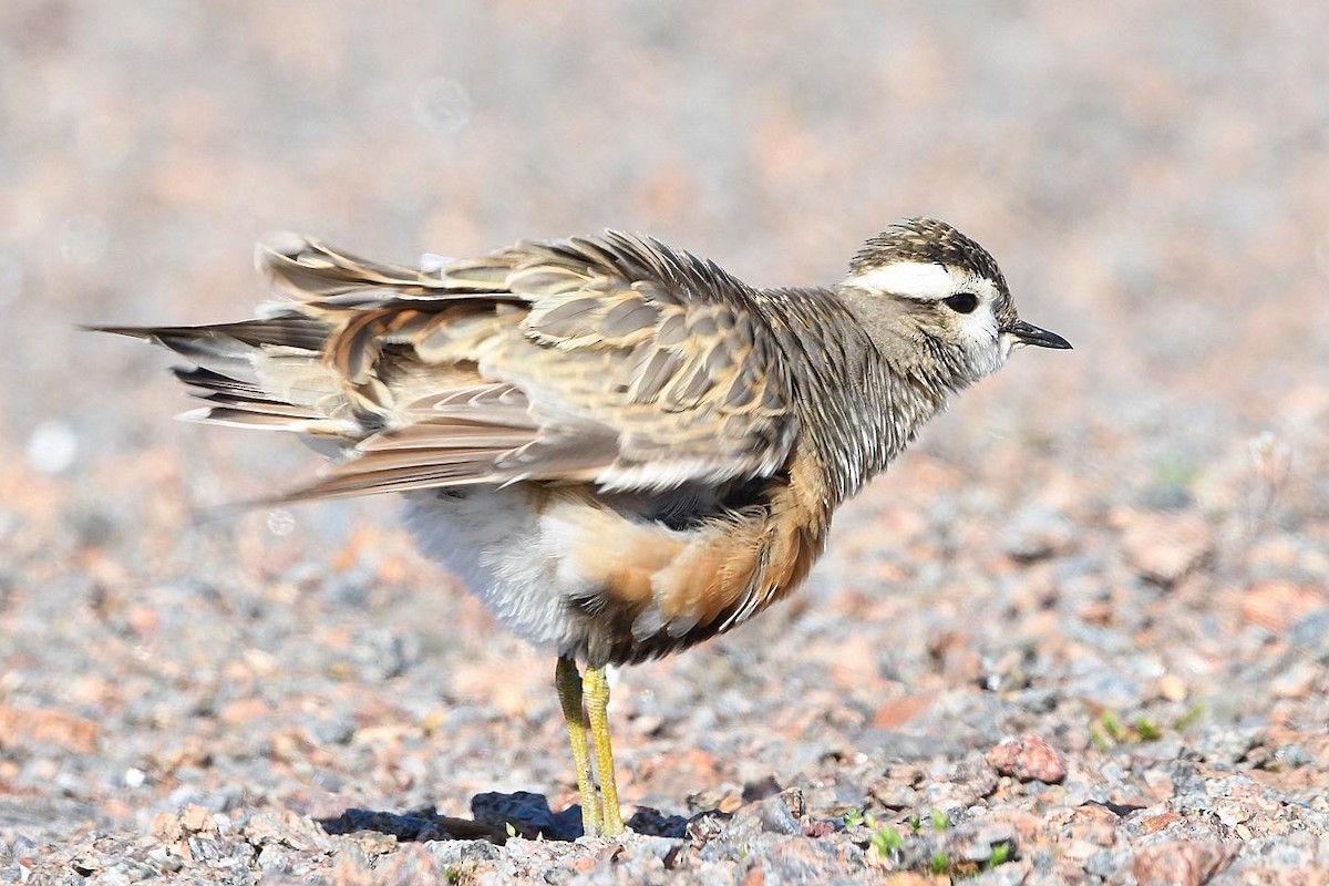 Eurasian Dotterel - ML646307853