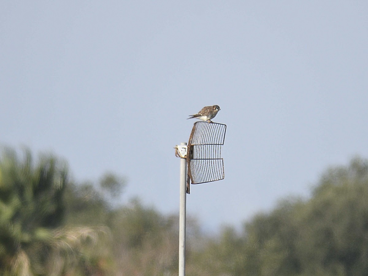 American Kestrel - ML646307854