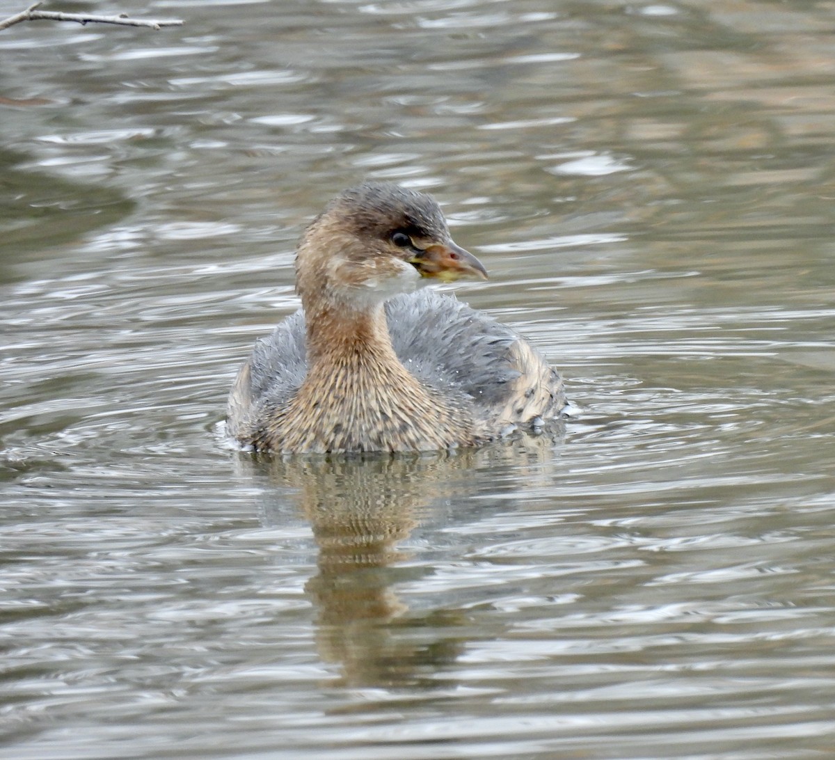 Pied-billed Grebe - ML646307855