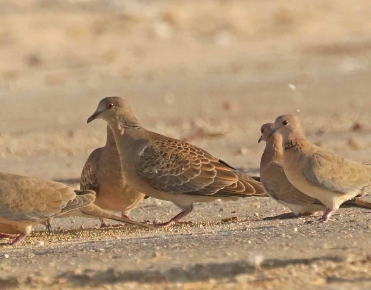 Oriental Turtle-Dove - ML646307857