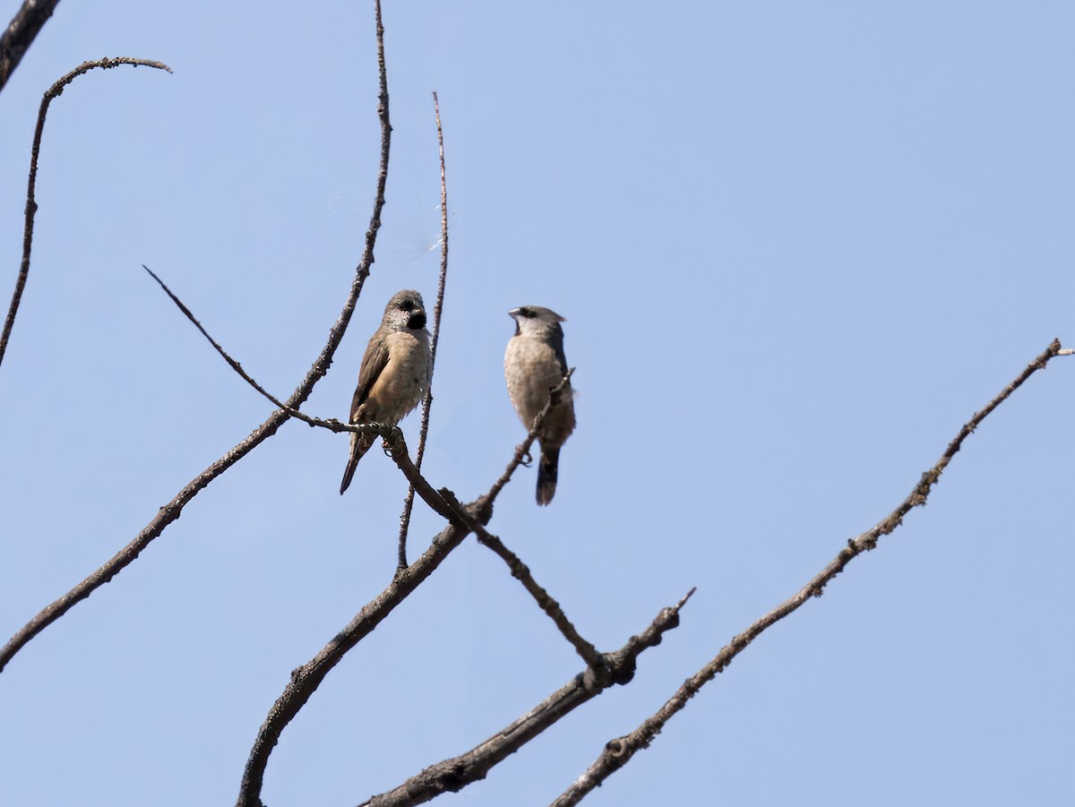 Madagascar Munia - ML646307858