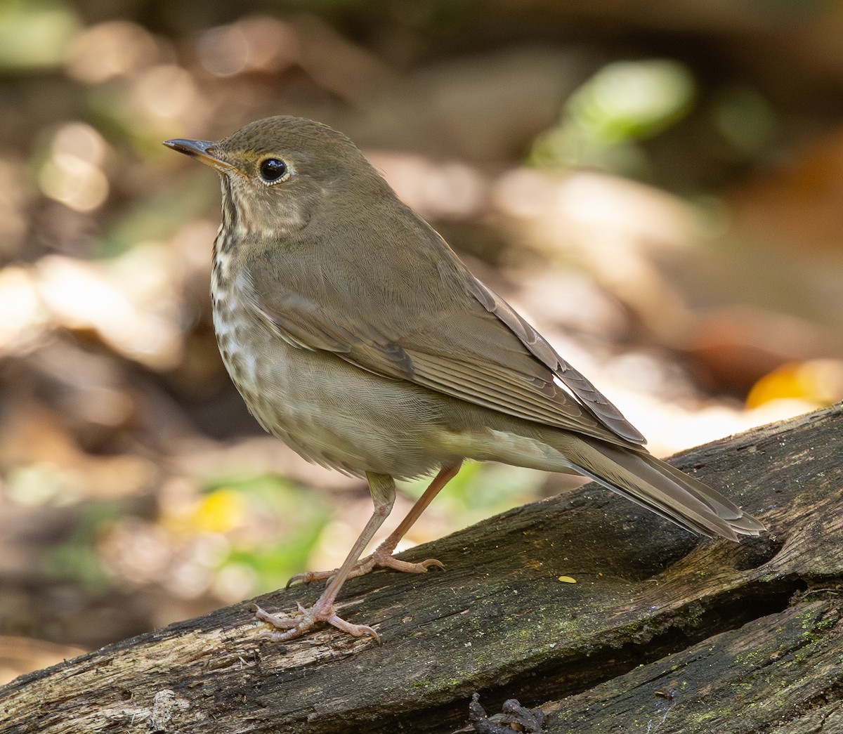 Swainson's Thrush - ML646307860