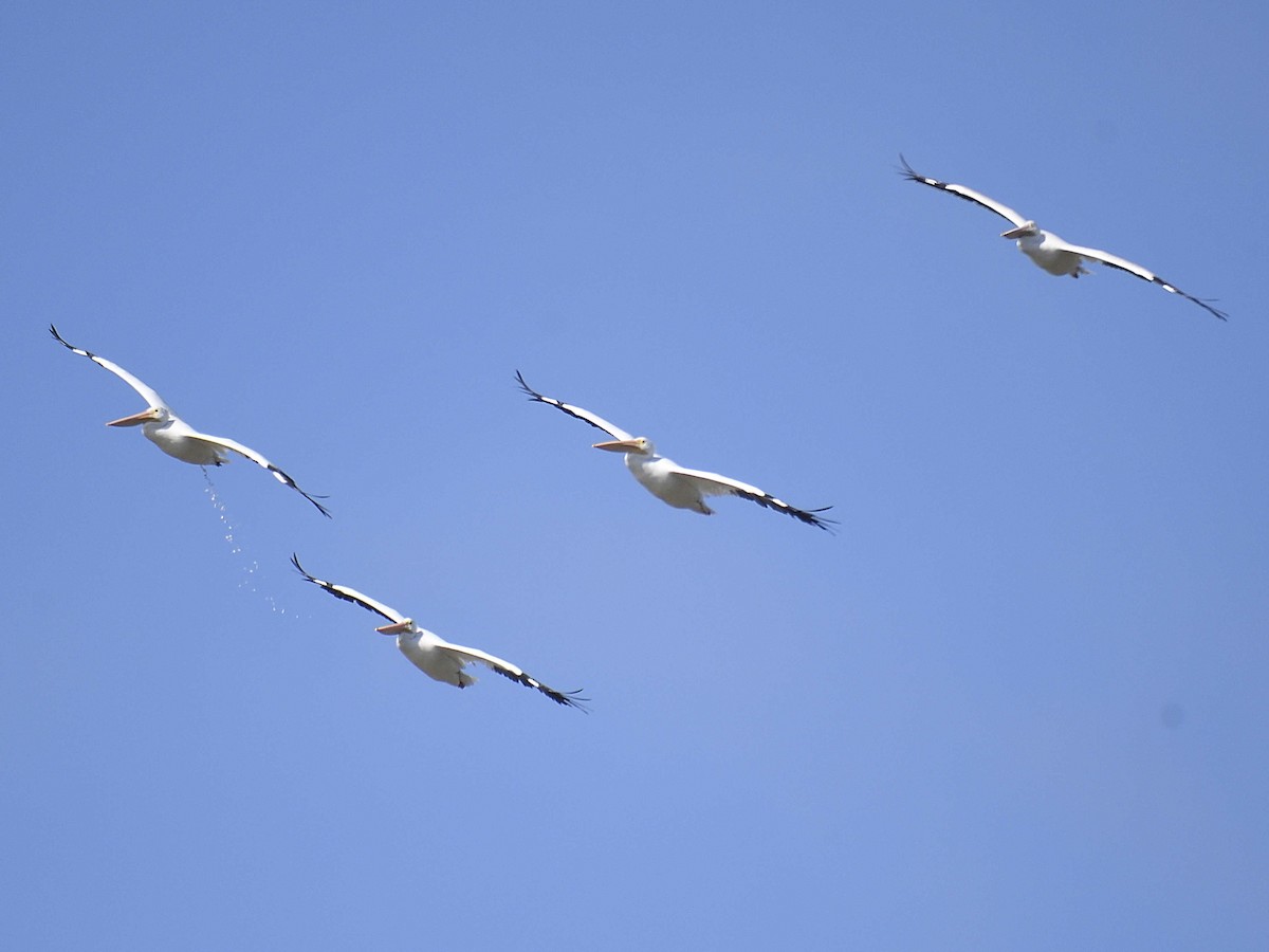 American White Pelican - ML646307862