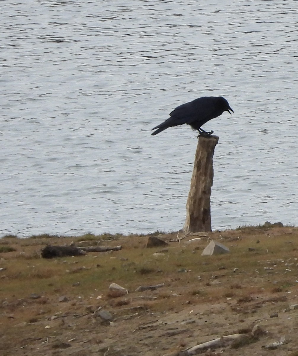 American Crow - ML646307863